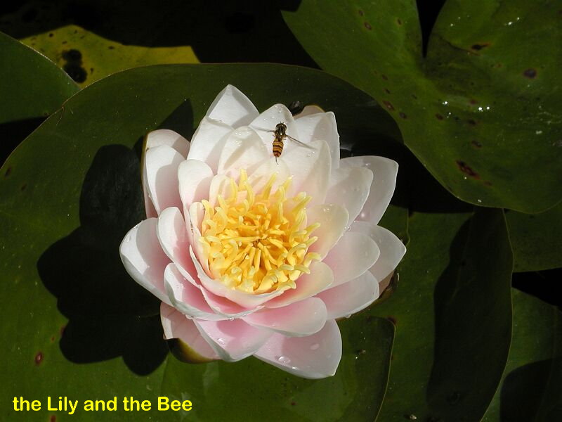 bee