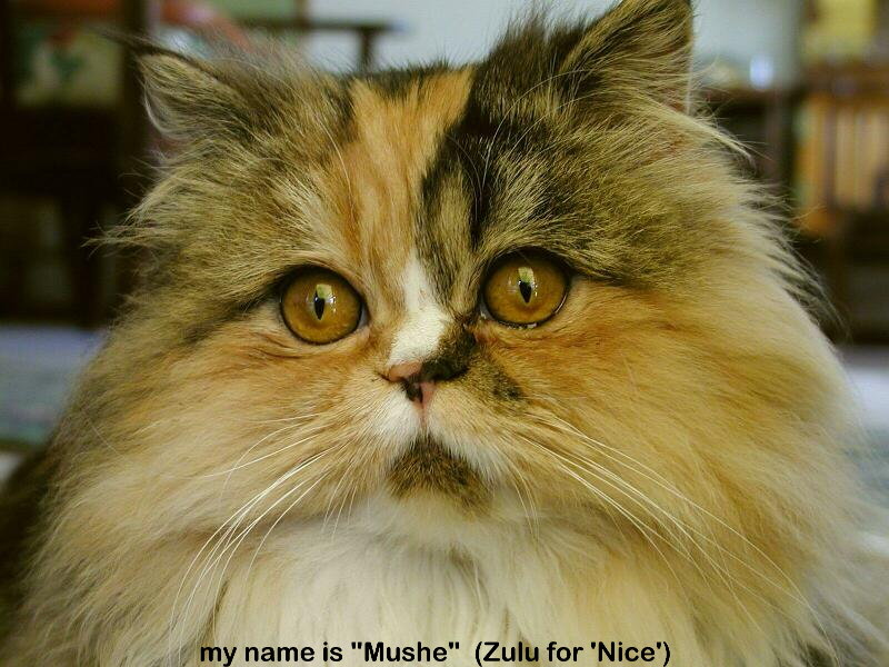 mushe