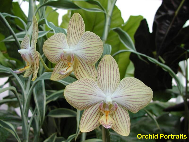 orchids