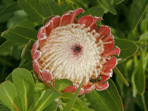 Bee and protea