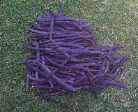 purple king beans