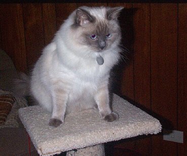 ragdoll
