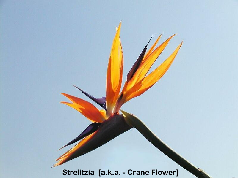 strelitzia