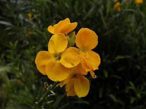wallflower