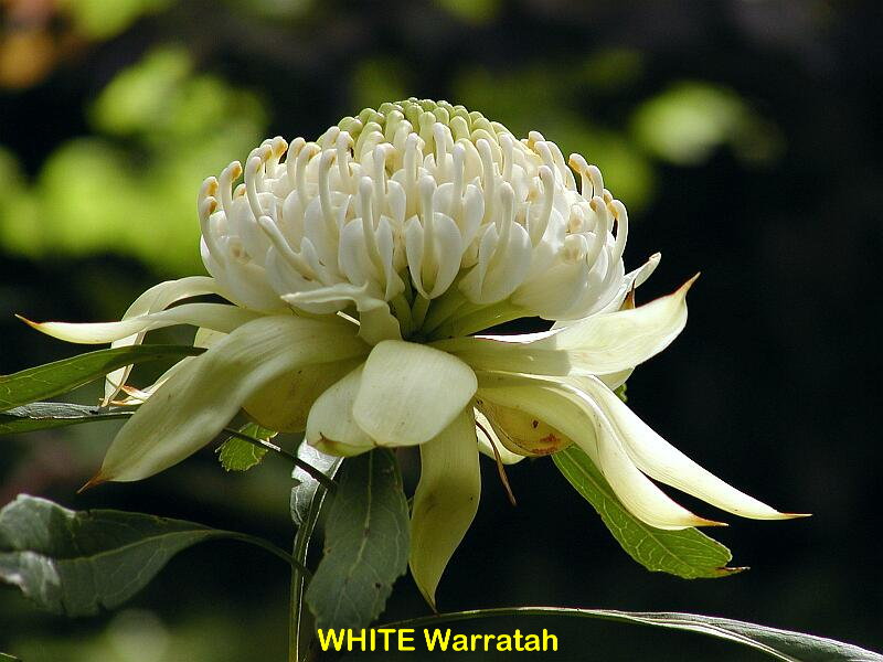 waratah