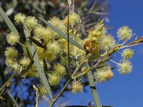 wattle