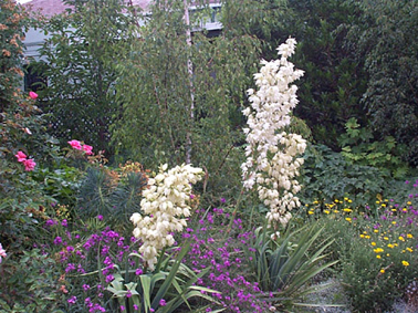Yuccas