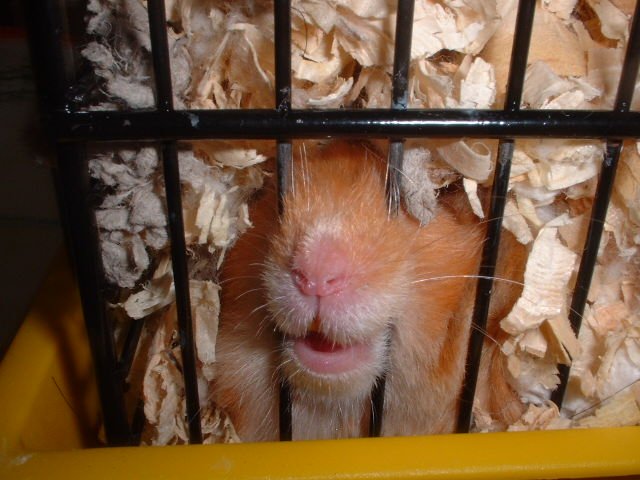 That's my little sister's hamster, umm..don't ask what she's doing, 'cause I'm not too sure either!