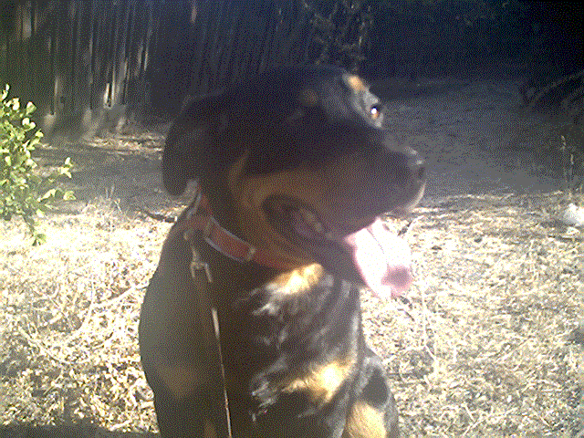 I guess this picture of Pumpkin got a little messed up, I'm not sure, but it looks like it in my picture listings *shrugs*