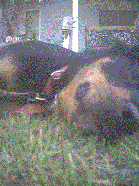 Ooohhh! I LOVE this picture of Pumpkin! I purpously had her lay down so I could get a picture of her like this :) Very cute, ne?
