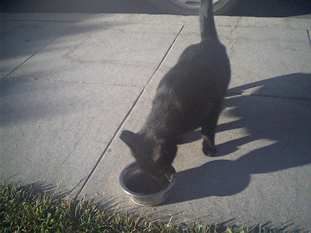 Awww! My cute cat :)