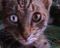 Cat of Az