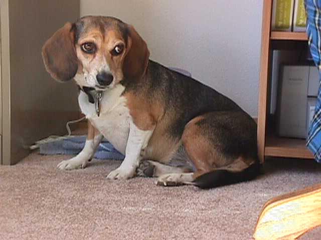 This is Willis' dog penny