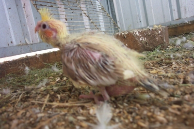 19 Days old