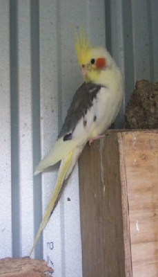 Male Pied