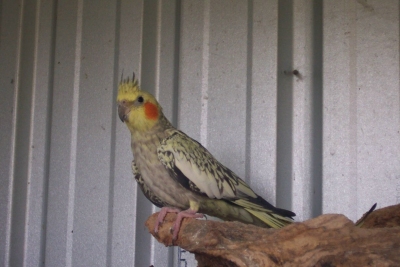 Female Pearled