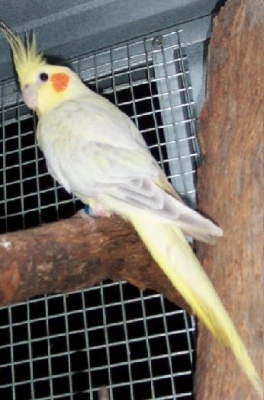 Female Cinnamon Pearled