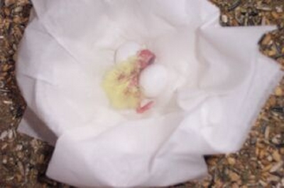 Baby Cockatiel