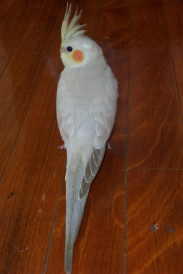 Young Male Cinnamon