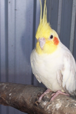 Male Platinum