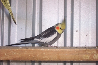 Male Pearled