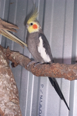 Male Grey