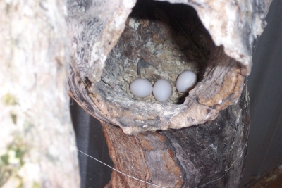 Eggs