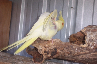 Male Lutino
