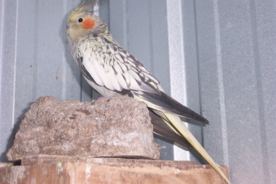 Female Pearled