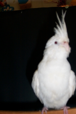 Female Albino