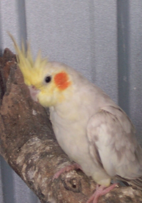 Female Platinum