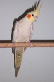 Female Platinum