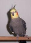 Male grey