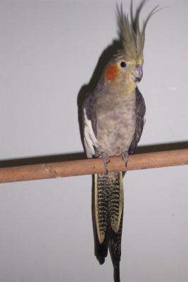 Female Grey