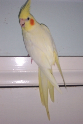 Male Lutino