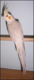 Young Male Cinnamon