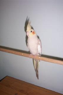 Young Male Cinnamon