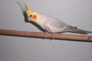 Male Platinum