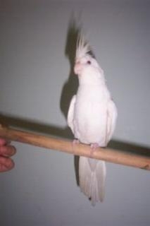 Female Albino