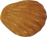 Traditional Belgian sea shells filled with hazelnut praline