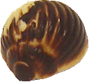 Milk choc Baileys ganache in a brushed snail shell