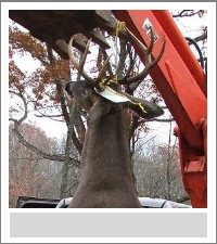 Oddie Graves Deer 2004.