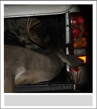 Oddie Graves Deer 2004.