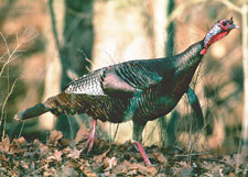 Wild Turkey