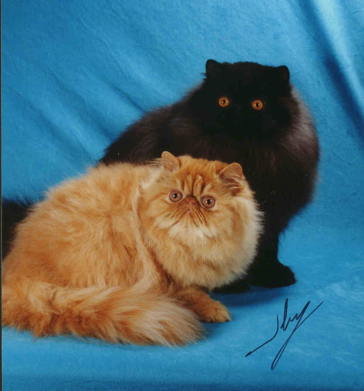 Photo of Buddy & Dancer