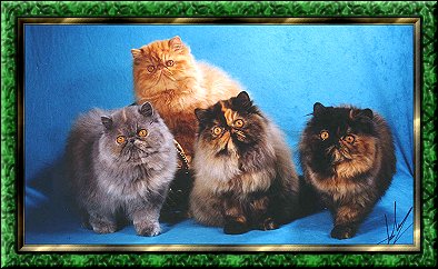 Litter of Kittens from 1998