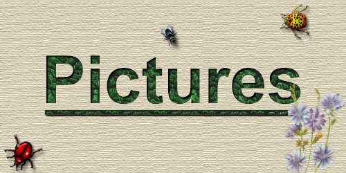 Pictures