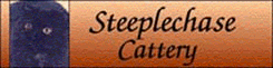 Link to Steeplechase Persians