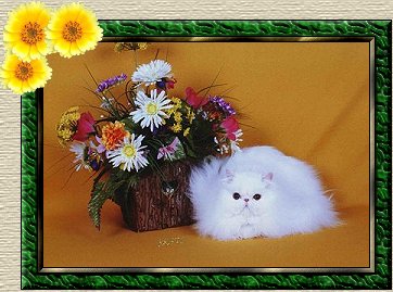 CH Citnkboodles St. Vincent of Purjam