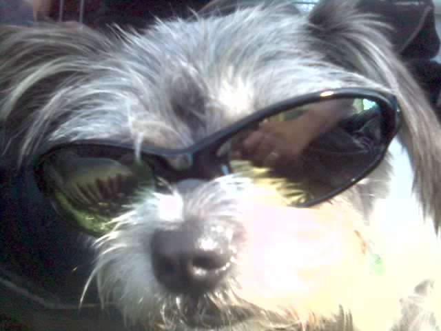 My beautiful dog, Elli...